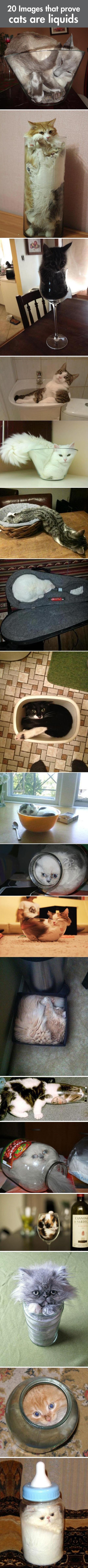 Definitive Proof That Cats Are Basically Liquids... -   Misc